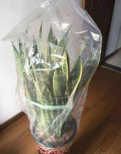 塑料袋再多也别扔,秋冬养好花全靠它,给盆栽套一个保暖又保湿