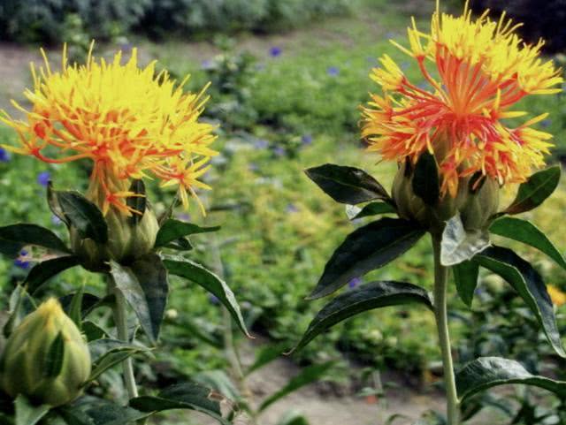 在山上有1种野花被称为红花植株珍贵却少有人栽培