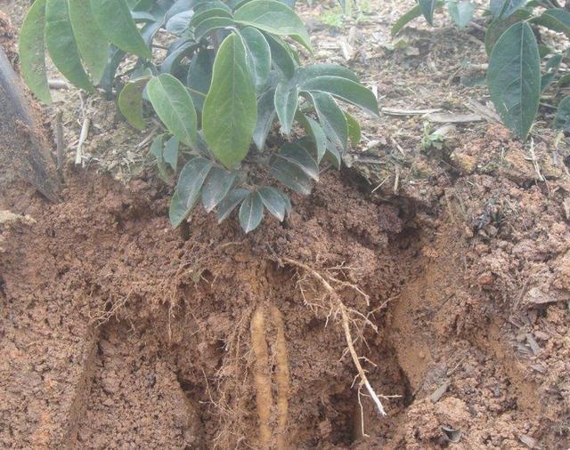 山沟里,山坡下,山上等地方也是有的,很多还有会叫它山莲藕,分布在海南