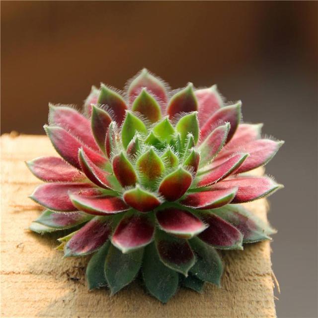 哪种多肉最好看或许是天生丽质雍容华贵的紫牡丹