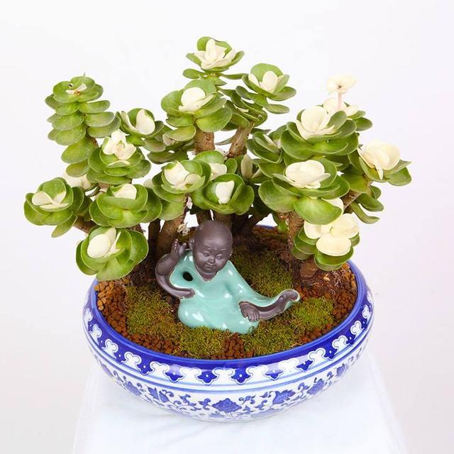 哪种多肉植物寓意最好或许是串串铜钱株上挂的金钱木