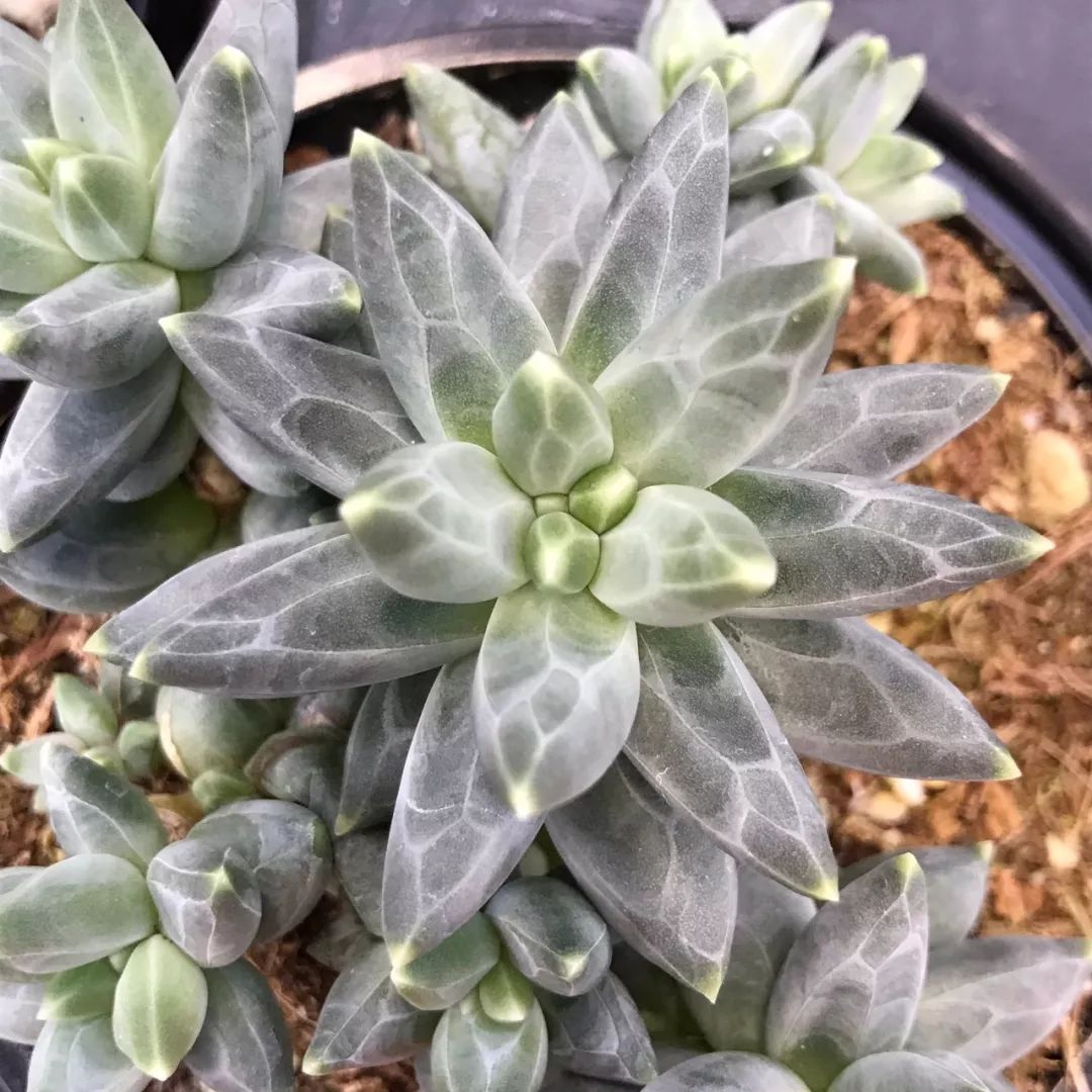 叶子有很多棱角的千代田之松,非常耐旱,养好了叶子会变粉色|千代田