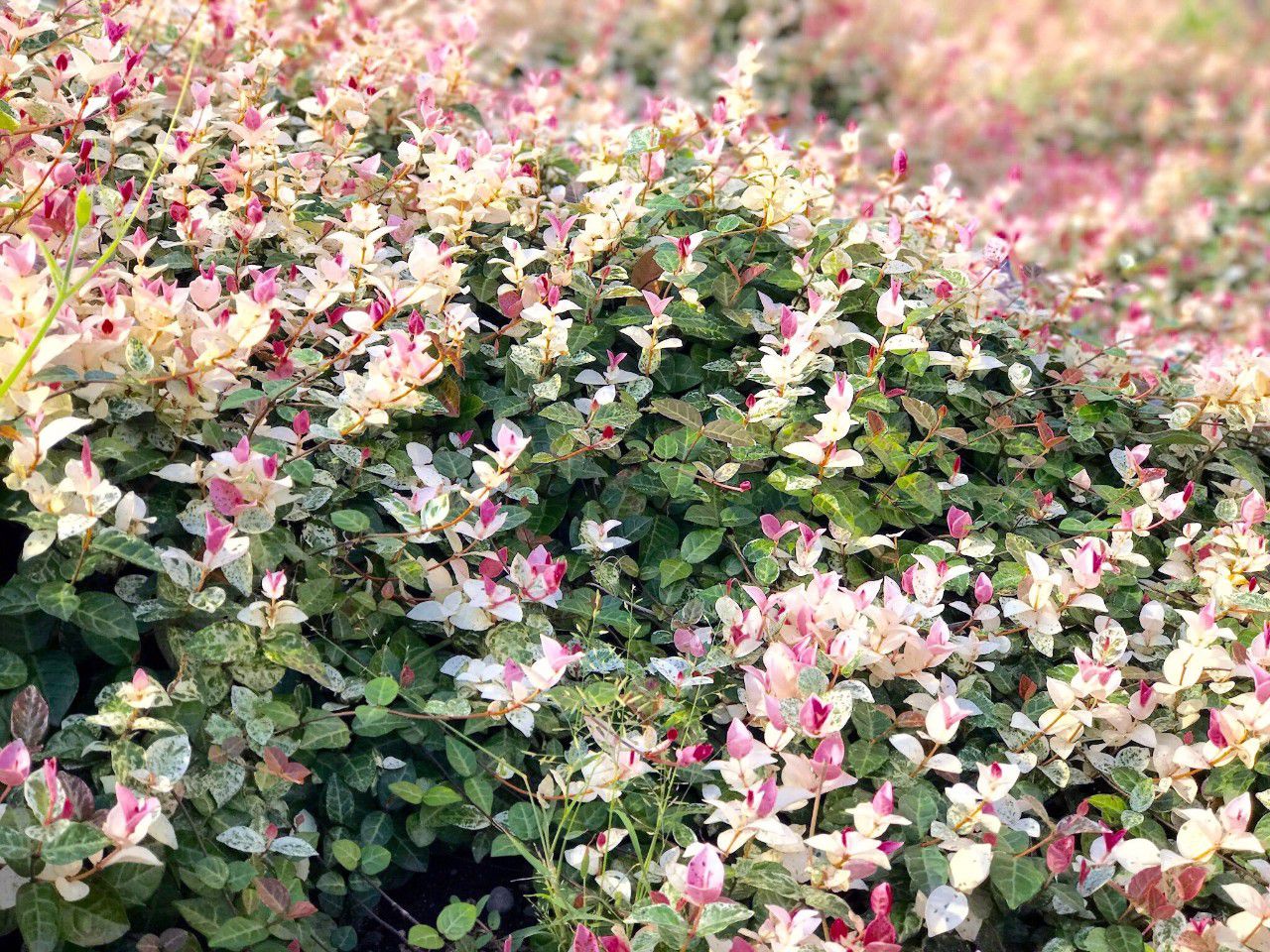 在长江以南都可露养户外的花叶络石叶子上有几种不同颜色