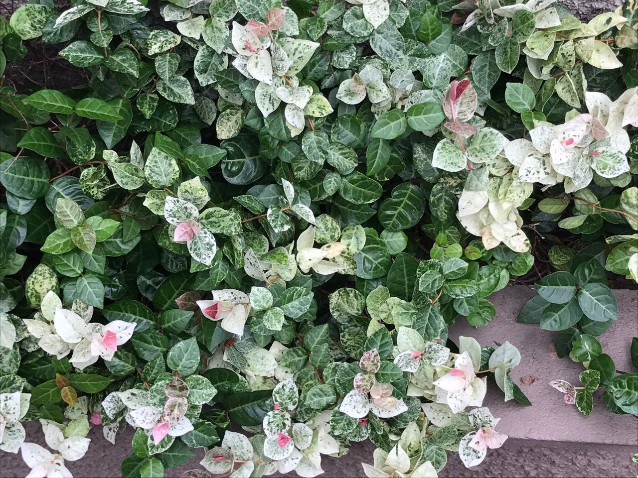 在长江以南都可露养户外的花叶络石叶子上有几种不同颜色