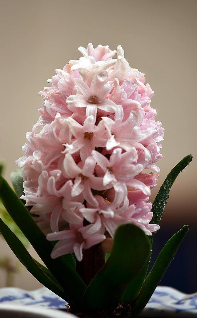 别人过年都养花,他偏爱"洋葱头",笑话他的人,最后直喊羡慕