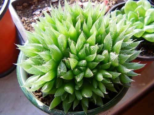 多肉水晶莲晶莹剔透花型似莲花养护简单颜值高