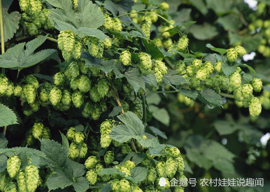 它是德国的骄傲,如今国内也大量种植,真正吃过的人却不多