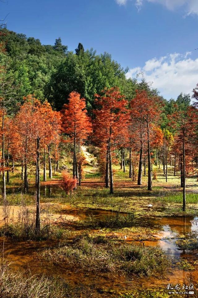 这里是昆明人自己的世外桃源 那秋红,仿佛一幅浓墨重彩的油画