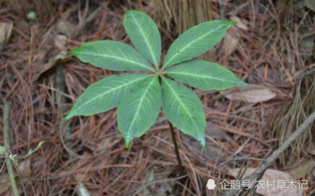 它常生于竹林下,请谨记外貌,切勿忽视,目前620元一斤