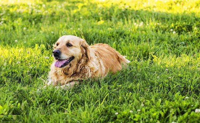 狗狗喜欢晒太阳的原因,你知道吗?
