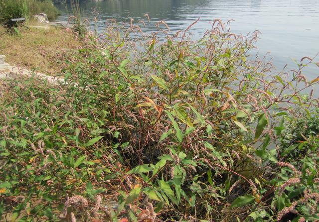 一种有辣味的"杂草",可以酿酒,驱蚊,你们却不认识它!