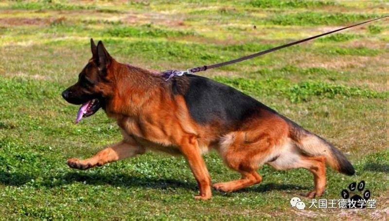 德牧摄影:兰多斯女贝拉corri von chang rong