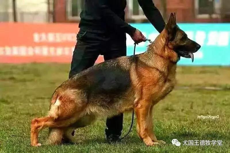 德牧摄影:兰多斯女贝拉corri von chang rong