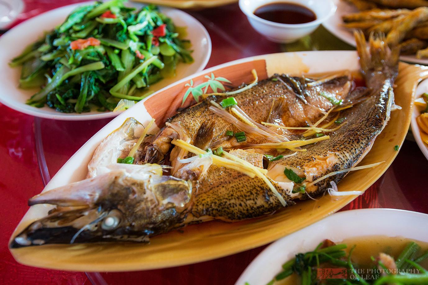 游新疆博斯腾湖,赏中国最大野生睡莲群,品鱼中软黄金白斑狗鱼