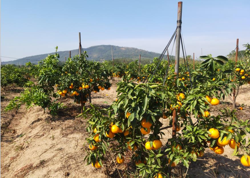 美食攻略丨九江"爱媛38号"果冻橙熟了!周末约起来采摘!