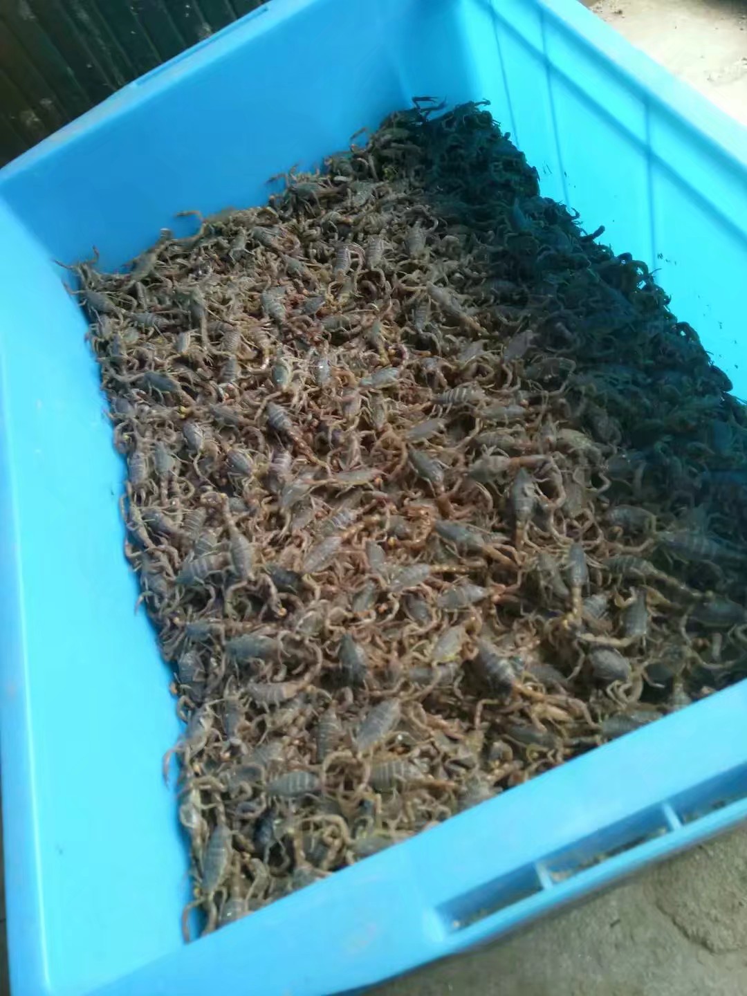 蝎子养殖好养吗?成本高不?利润怎么样?__财经头条