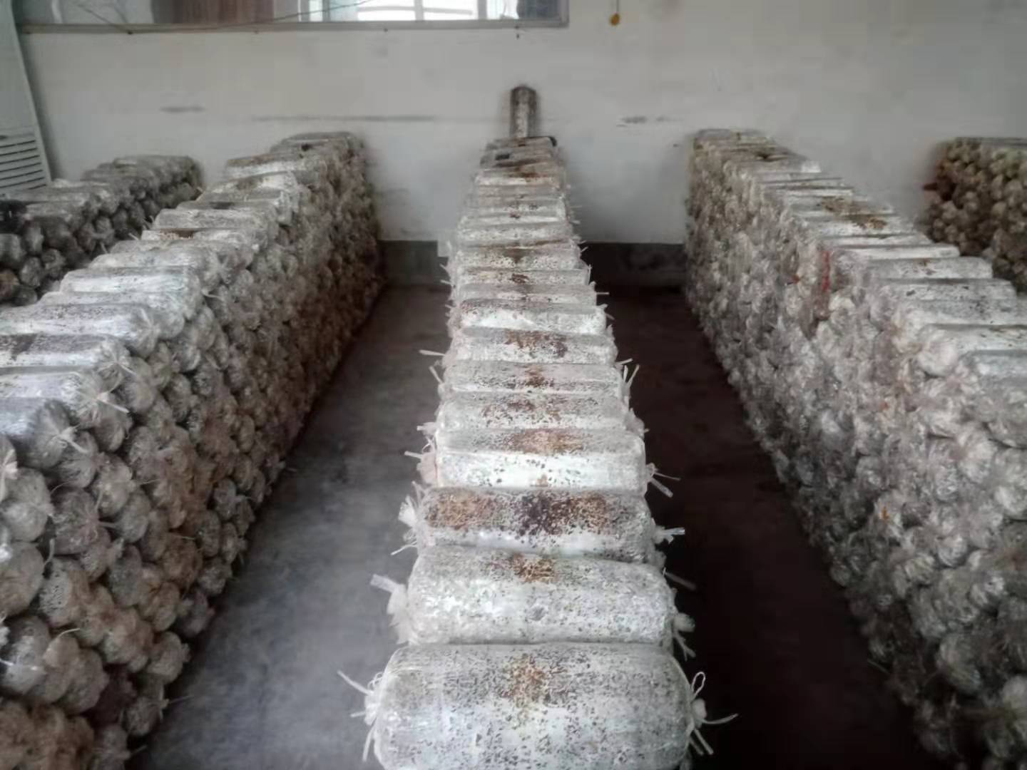 农村大叔自制平菇菌种菌丝旺盛出菇快人们纷纷买回家自己种植