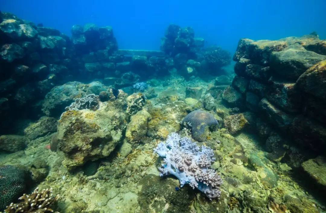 视觉盛宴海洋生物邀你一起探索奇妙的海底世界