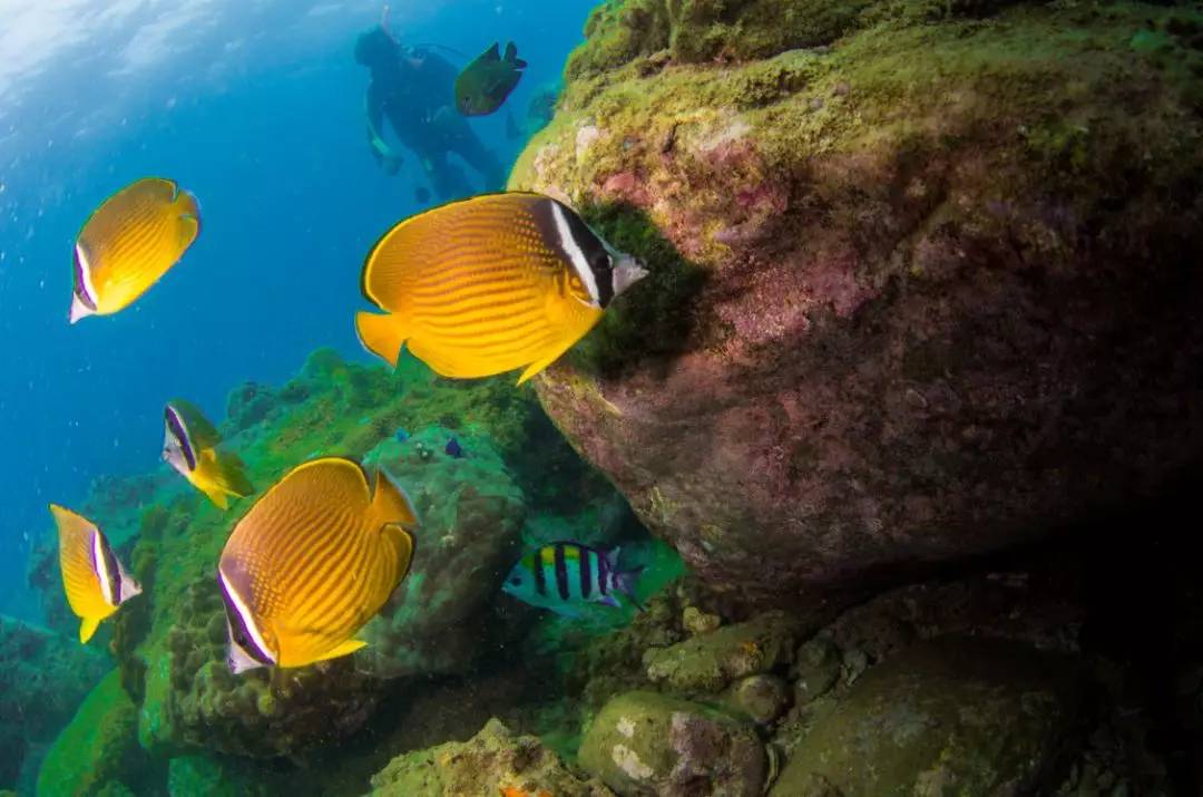视觉盛宴海洋生物邀你一起探索奇妙的海底世界