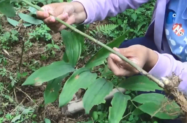 与黄精长得像"双胞胎",入药需要九蒸九晒,是家中常用的中药材
