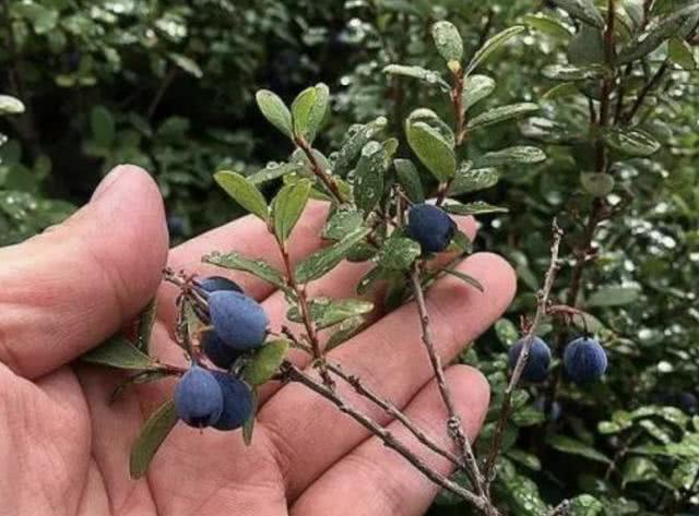 1种蓝色的野果以往将它称为嘟柿果子珍贵有价值