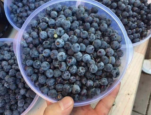 1种蓝色的野果以往将它称为嘟柿果子珍贵有价值