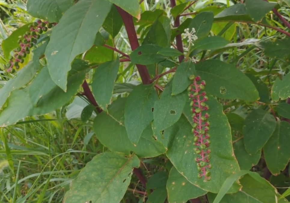 被农民忽视多年的山萝卜原来是治脚气的好药不花钱还好用