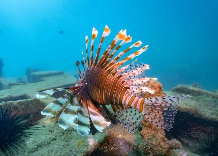 自由自在的穿梭游走小丑鱼在海葵触手中(水下摄影大赛樊成作品)让人