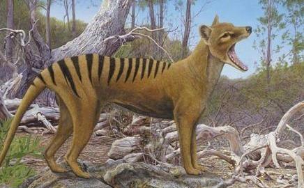 身上有类似老虎的条纹,和其他有袋动物一样,袋狼母体有育儿袋,产下不