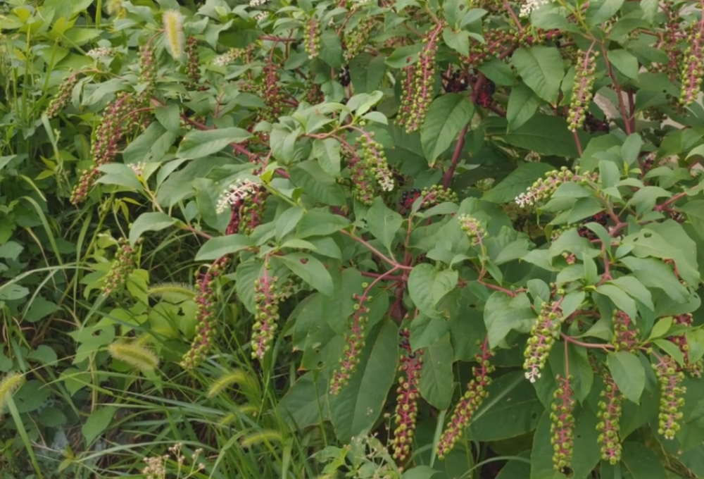 被农民忽视多年的山萝卜原来是治脚气的好药不花钱还好用