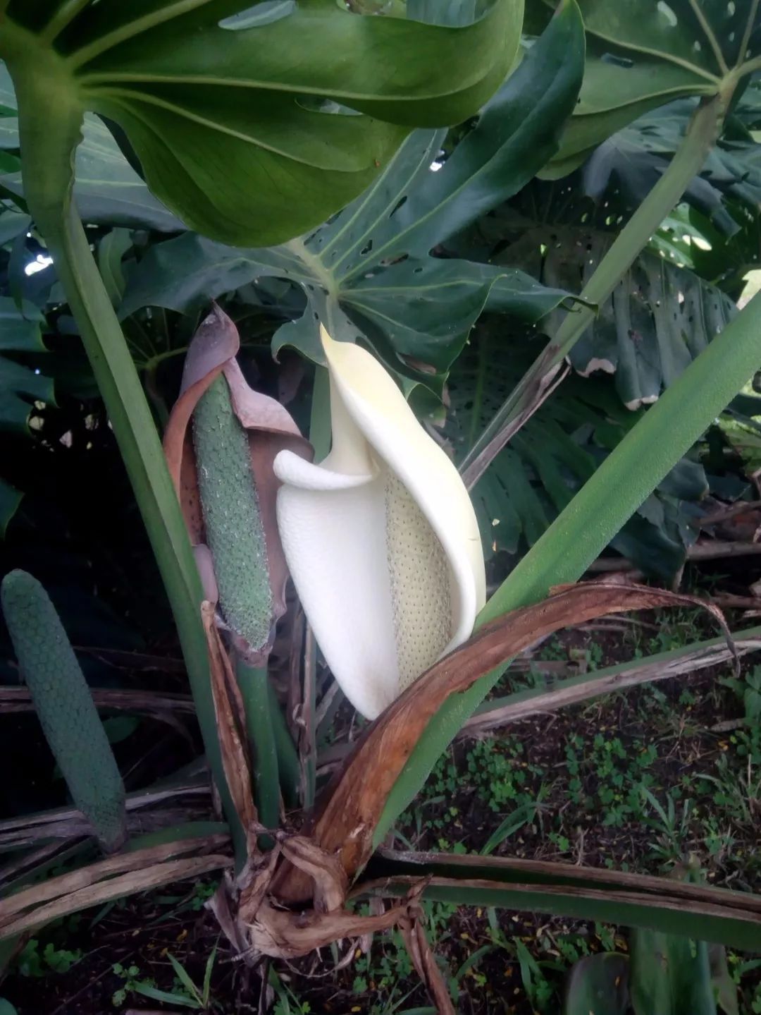 有花友将龟背竹盆栽养开花了,但这样的花你会喜欢么?花朵很奇特