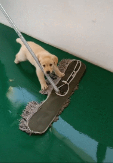 狗狗跟主人拖地,没想到勤奋有力,傻狗太卖力