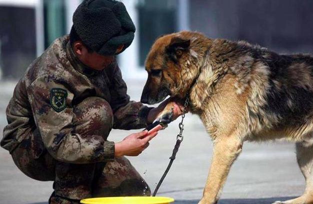 经历过战争的军犬,退役后,将何去何从呢?这种做法令人感动