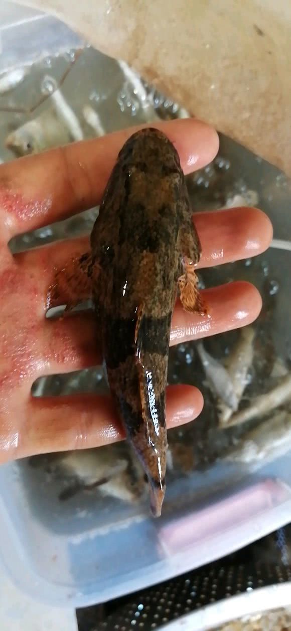 秦淮河治理后却出现大量土婆鱼丑怪凶猛有人钓到不敢吃