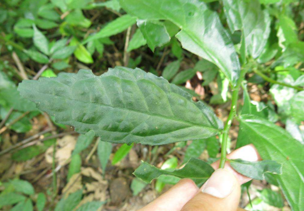 而对于经常上山的农民来说,也可以采摘到不少的药材,像麦冬,石菖蒲,七