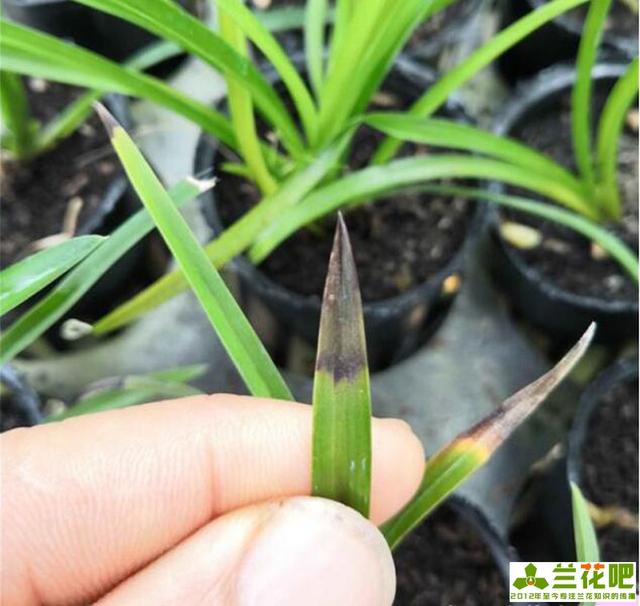 兰花叶片容易焦尖的原因5个处理办法和实用小知识