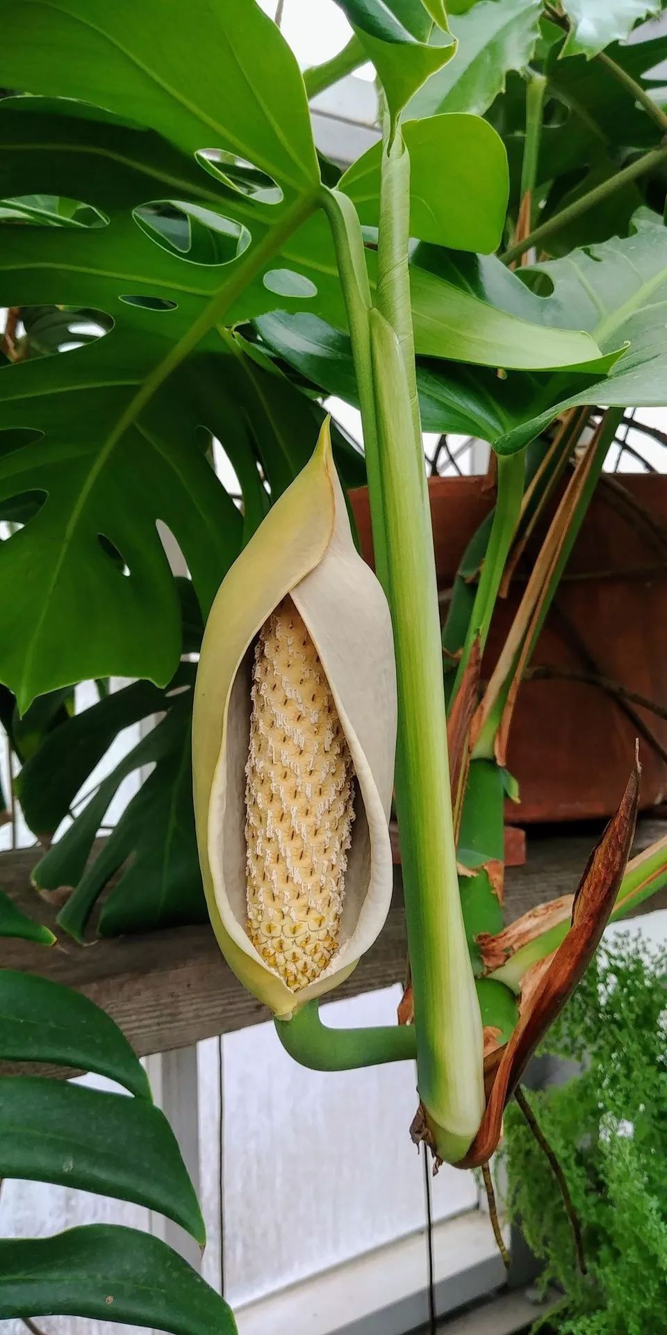 有花友将龟背竹盆栽养开花了,但这样的花你会喜欢么?花朵很奇特