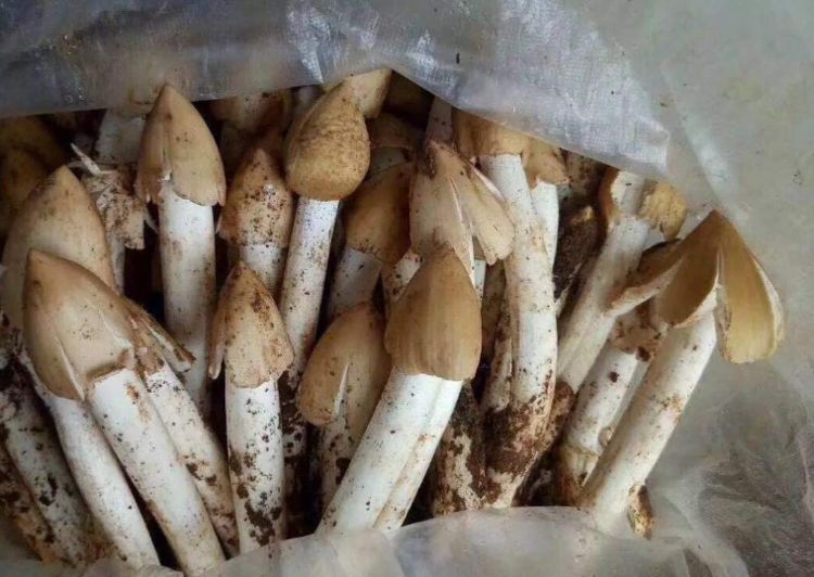 乡下叫它"伞把菇",爱长白蚁巢上,农村种它赚大钱,卖百元一斤