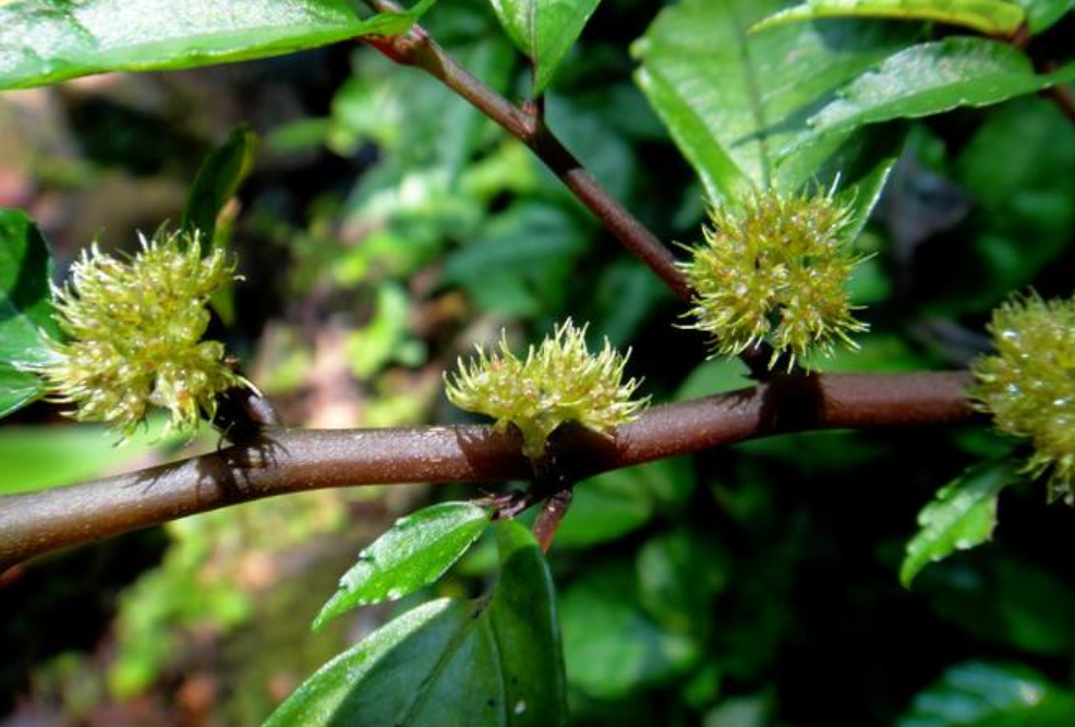 深山林这种治牙痛药材根茎上长小刺球晒干后叶子还会变红