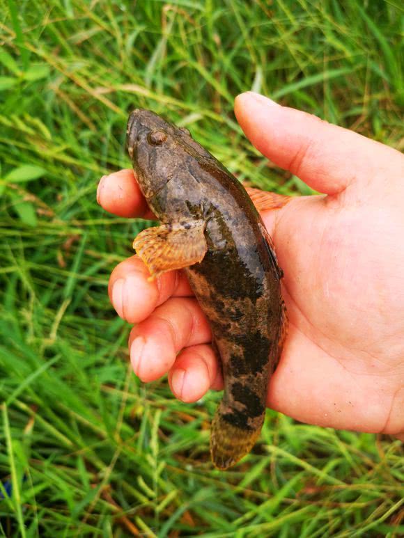 秦淮河治理后却出现大量土婆鱼丑怪凶猛有人钓到不敢吃