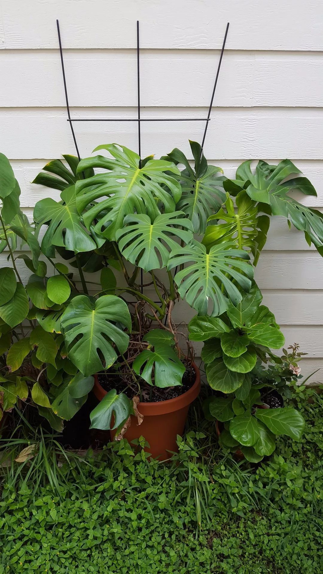 有花友将龟背竹盆栽养开花了,但这样的花你会喜欢么?花朵很奇特