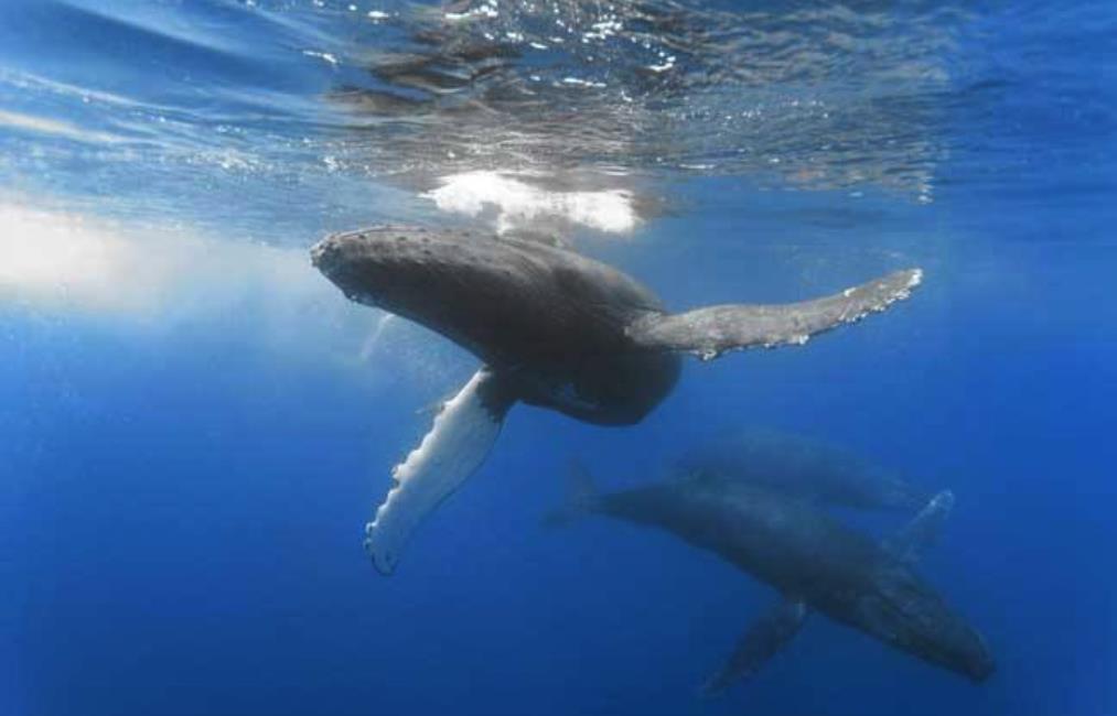 座头鲸从鲨鱼口中救下人类,是本能还是偶然?逃生者说出真相