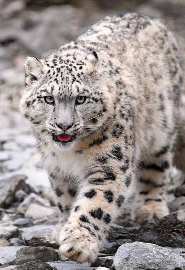 三江源现雪域之王将一片湖水作为领地一年中被抓拍上千次