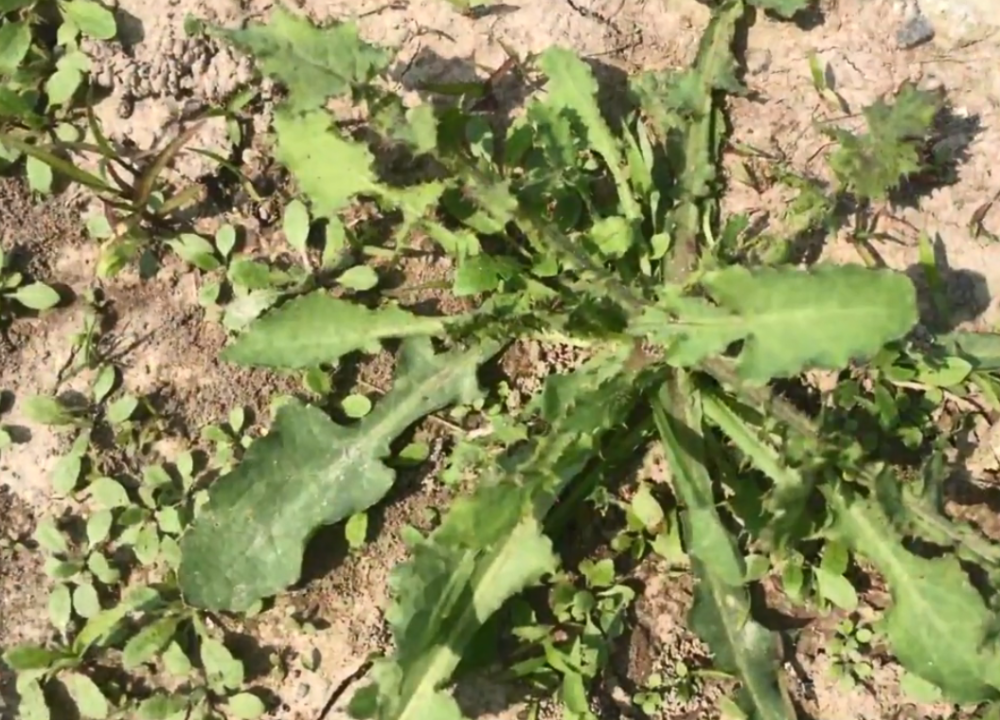 田间地头常见的"降火草",当野菜蘸酱吃很美味,晒干泡茶能养生