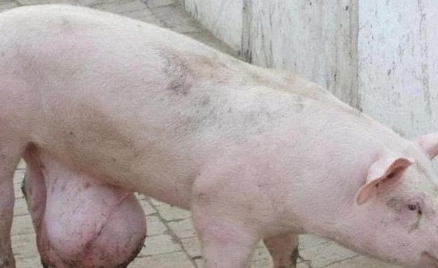 小猪胯下长"大瘤",主人以为是猪砂,杀猪取宝后肠子都悔青了