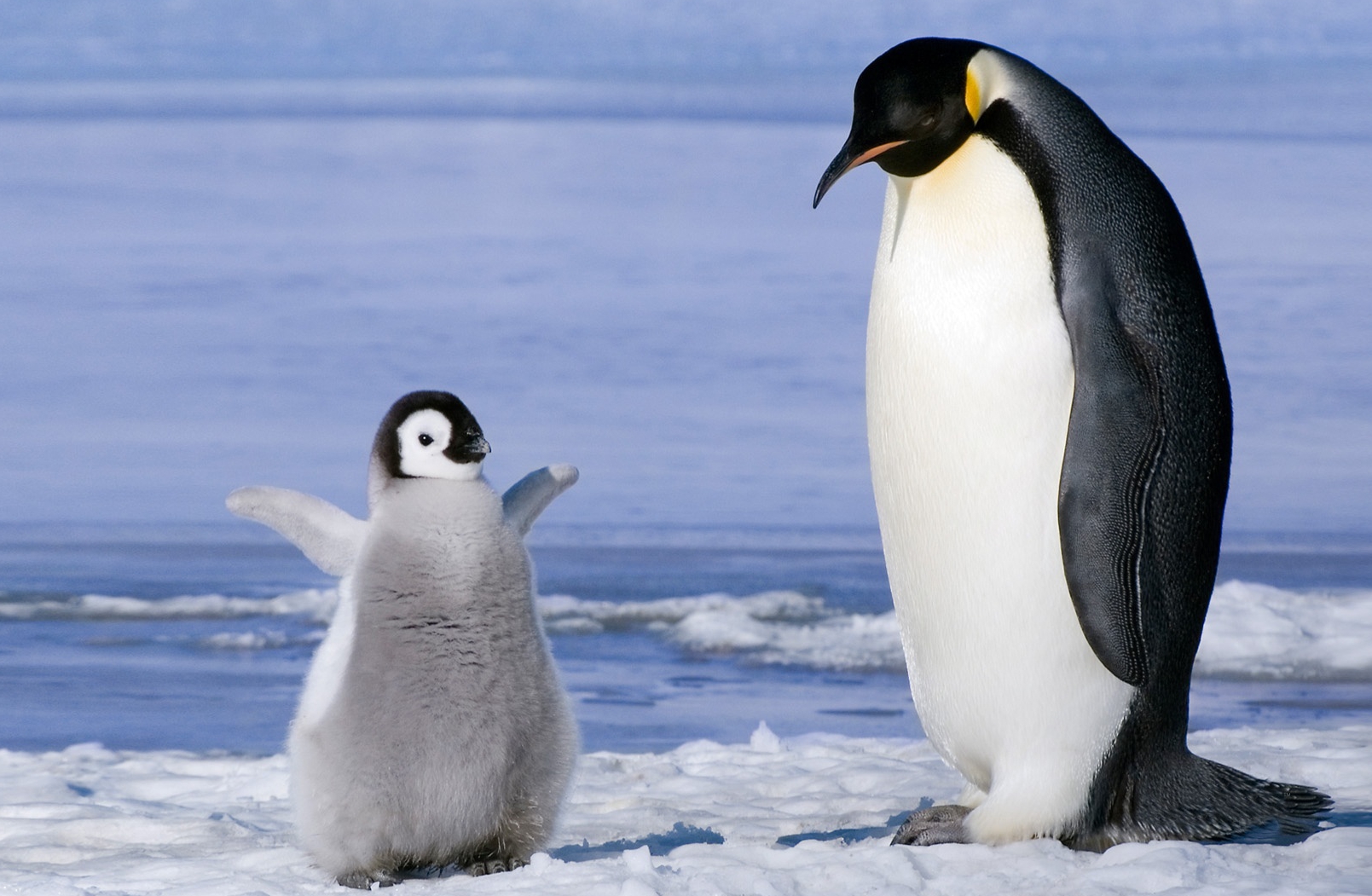 考古学家发现史前帝企鹅化石,巨型"怪物",体型堪比成年人