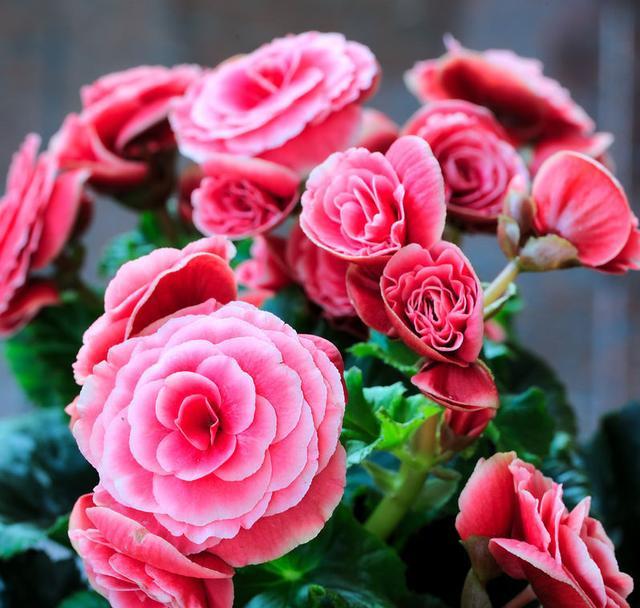 比月季还美的"丽格海棠",就用4招,避开干叶,花大赛牡丹