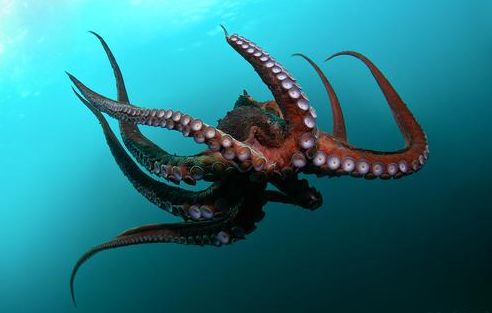 沙漠中的大章鱼外形和八爪鱼十分相似已经存活了1千多年