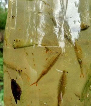 小孩在水坑抓到的"仙女虾",得知它的来历后简直让人不敢置信!