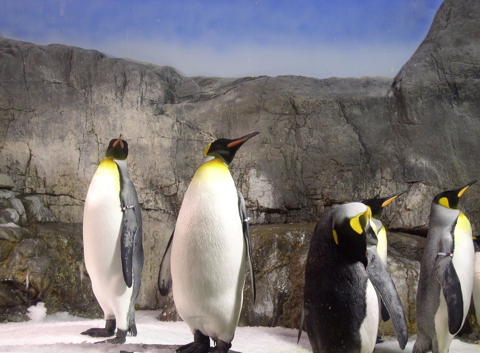 考古学家发现史前帝企鹅化石,巨型"怪物",体型堪比成年人